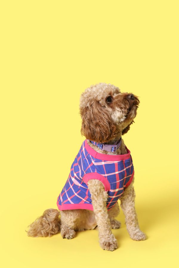 Reflection Pet Jumper on Sale